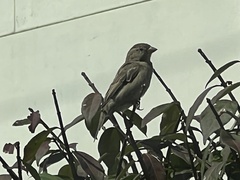 Passer domesticus