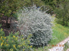 Teucrium fruticans