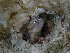 Blenniidae