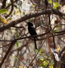 Dicrurus adsimilis apivorus