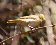 Ploceus