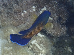 Centropyge bispinosa