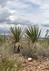 Yucca schottii