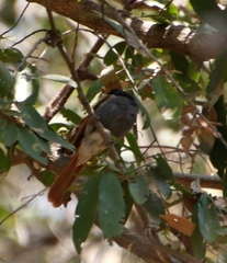 Terpsiphone viridis plumbeiceps