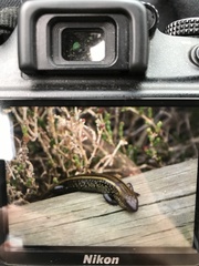 Lissolepis coventryi