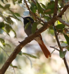 Terpsiphone viridis plumbeiceps