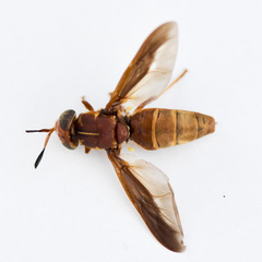 Hermetia comstocki
