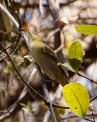 Ploceus