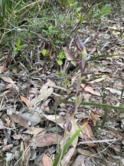 Lyperanthus suaveolens