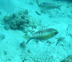 Scolopsis margaritifera