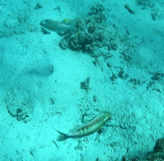 Scolopsis margaritifera