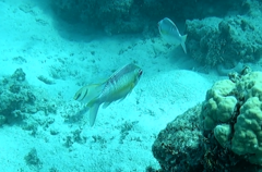 Scolopsis margaritifera