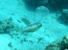 Scolopsis margaritifera