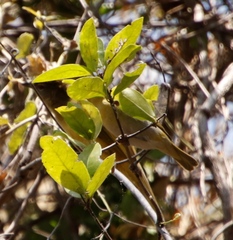 Ploceus