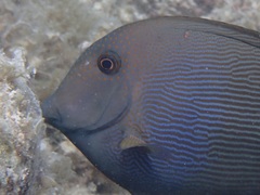 Ctenochaetus striatus