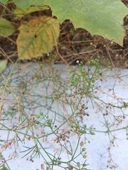 Cyclospermum leptophyllum