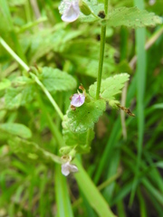 Teucrium scordium