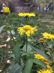 Inula japonica
