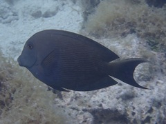 Ctenochaetus striatus