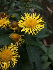 Inula japonica
