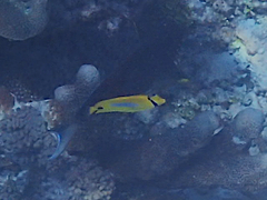 Chaetodon plebeius