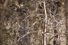 Prionops plumatus poliocephalus