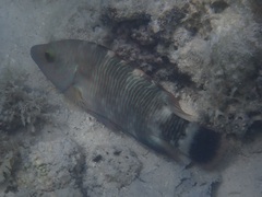 Cheilinus trilobatus