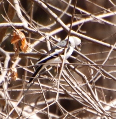 Prionops plumatus poliocephalus