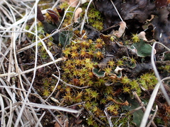 Syntrichia ruralis