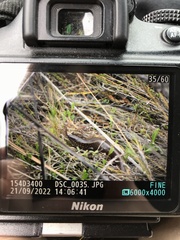 Lissolepis coventryi