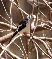 Prionops plumatus poliocephalus