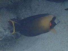 Acanthurus pyroferus