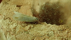 Elachista argentella