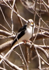 Prionops plumatus poliocephalus
