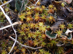 Syntrichia ruralis