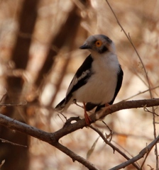 Prionops plumatus poliocephalus