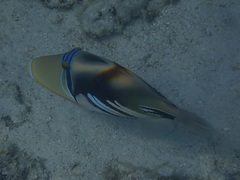 Rhinecanthus aculeatus