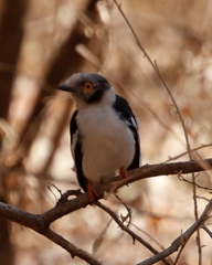 Prionops plumatus poliocephalus