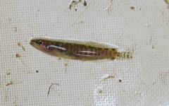 Etheostoma flabellare