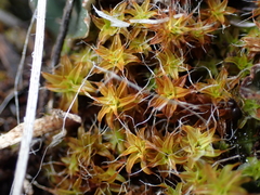 Syntrichia ruralis
