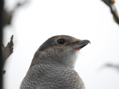Lanius borealis