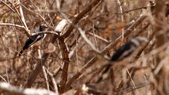 Prionops plumatus poliocephalus