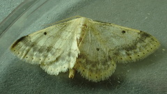 Idaea biselata