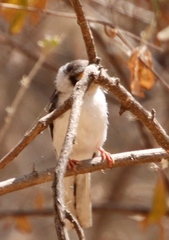 Prionops plumatus poliocephalus