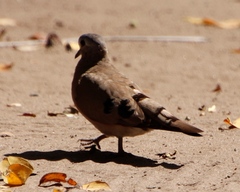 Turtur chalcospilos
