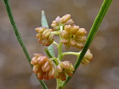 Dodonaea viscosa angustissima
