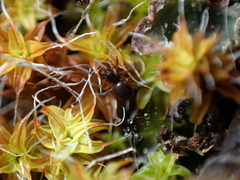 Syntrichia ruralis