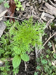 Eupatorium capillifolium