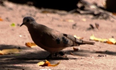 Turtur chalcospilos