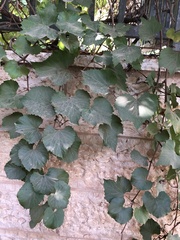 Vitis vinifera
